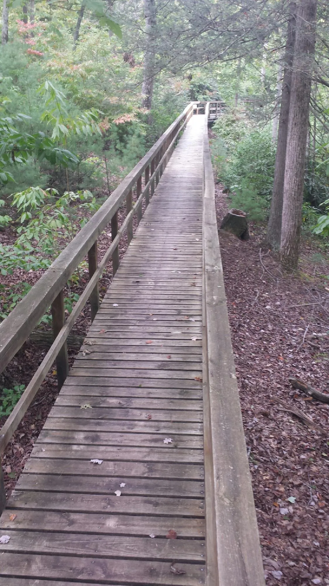 Long wood walkway with handrails built through the woods in Dowelltown